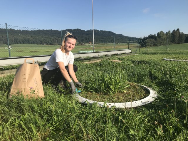 Elena during biomass harvest